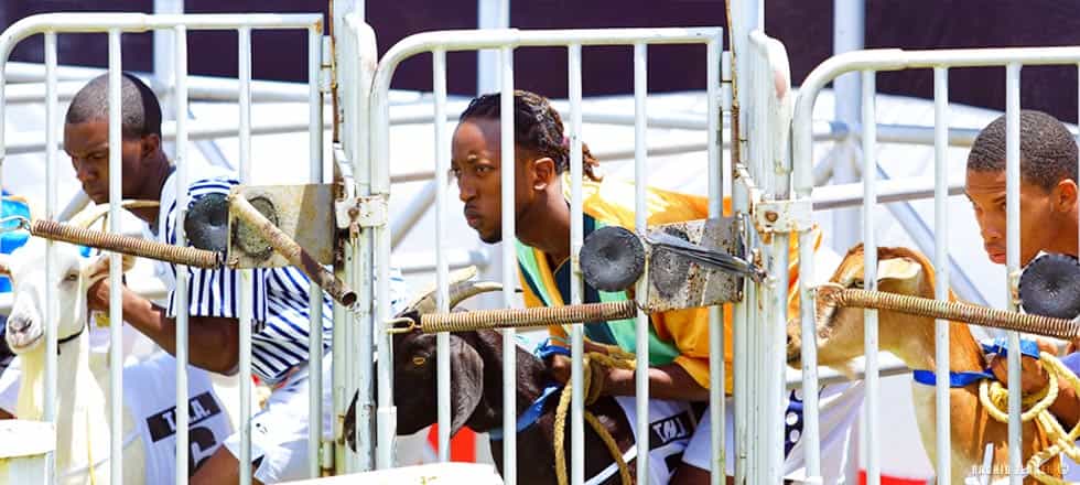 The Buccoo Goat Race