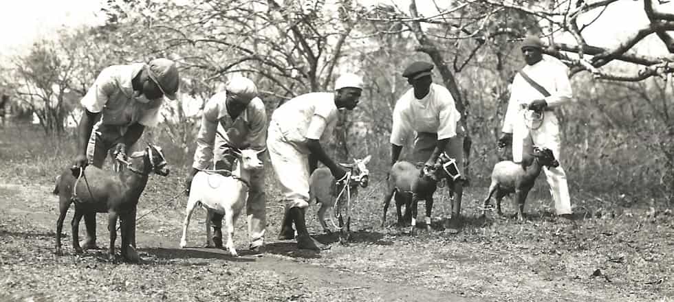 Vintage Goat Race